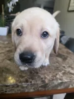 Marshmallow, a male Golden Retriever and Labrador Retriever for sale in Saint Augustine, FL – 2 of 5