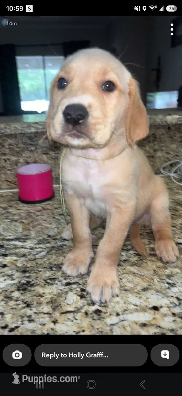 Pickles – Golden Retriever puppy for sale in Saint Augustine, FL