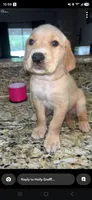 Pickles, a male Golden Retriever for sale in Saint Augustine, FL – 1 of 3