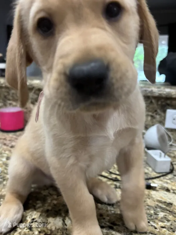 Snowball – Golden Retriever, Labrador Retriever puppy for sale in Saint Augustine, FL