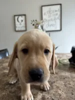 Snowball, a male Golden Retriever and Labrador Retriever for sale in Saint Augustine, FL – 3 of 3