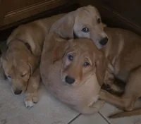 Carmel, a male Golden Retriever and Labrador Retriever for sale in Saint Augustine, FL – 2 of 10