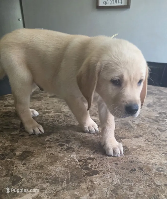 Marshmallow – Golden Retriever, Labrador Retriever puppy for sale in Saint Augustine, FL
