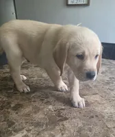 Marshmallow, a male Golden Retriever and Labrador Retriever for sale in Saint Augustine, FL – 1 of 1