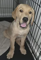 Carmel, a male Golden Retriever and Labrador Retriever for sale in Saint Augustine, FL – 8 of 10