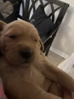 Biscuit, a male Golden Retriever and Labrador Retriever for sale in Saint Augustine, FL – 2 of 10