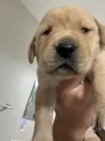 Biscuit, a male Golden Retriever and Labrador Retriever for sale in Saint Augustine, FL – 9 of 10