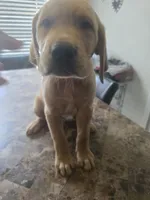 Carmel, a male Golden Retriever for sale in Saint Augustine, FL – 2 of 2