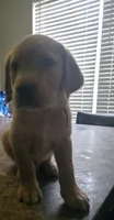 Waffles, a male Golden Retriever and Labrador Retriever for sale in Saint Augustine, FL – 2 of 3