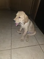 Carmel, a male Golden Retriever and Labrador Retriever for sale in Saint Augustine, FL – 6 of 10