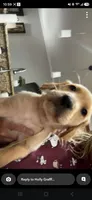 Pickles, a male Golden Retriever for sale in Saint Augustine, FL – 2 of 3