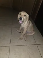 Carmel, a male Golden Retriever and Labrador Retriever for sale in Saint Augustine, FL – 5 of 10