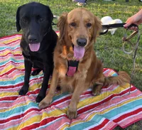 Oreo, a female Golden Retriever and Labrador Retriever for sale in Saint Augustine, FL – 2 of 2