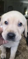 Marshmallow, a male Golden Retriever and Labrador Retriever for sale in Saint Augustine, FL – 3 of 5