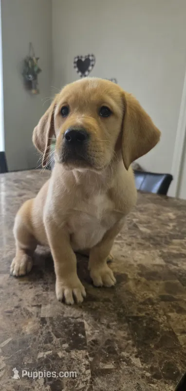 Snowball – Golden Retriever, Labrador Retriever puppy for sale in Saint Augustine, FL