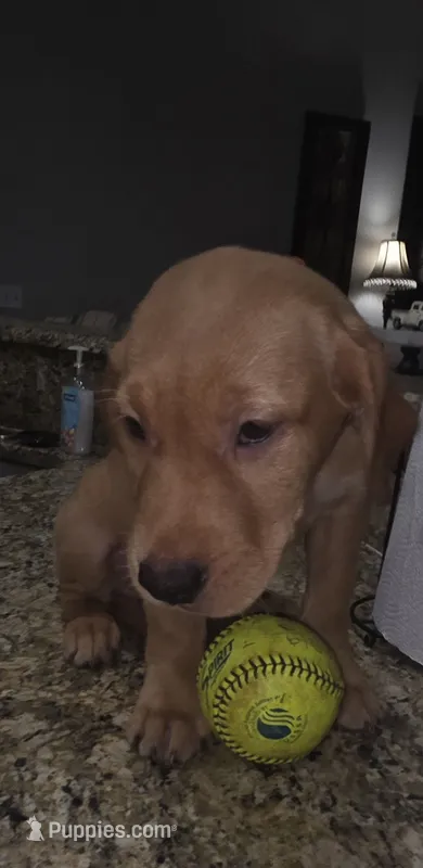 Muffin – Golden Retriever, Labrador Retriever puppy for sale in Saint Augustine, FL