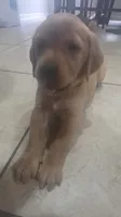 Biscuit, a male Golden Retriever and Labrador Retriever for sale in Saint Augustine, FL – 5 of 10