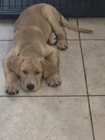 Carmel, a male Golden Retriever and Labrador Retriever for sale in Saint Augustine, FL – 10 of 10