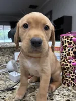 Muffin, a male Golden Retriever and Labrador Retriever for sale in Saint Augustine, FL – 3 of 3