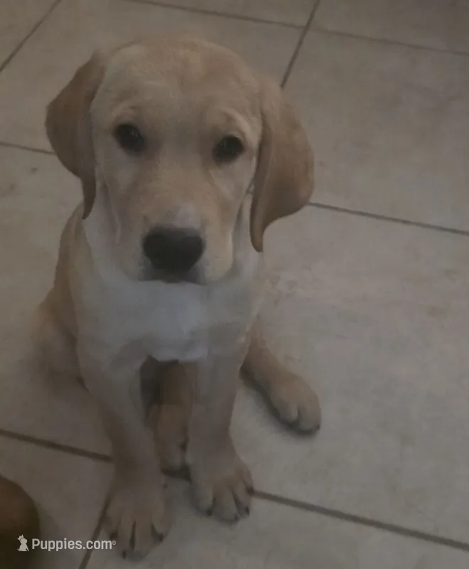 Carmel – Golden Retriever, Labrador Retriever puppy for sale in Saint Augustine, FL