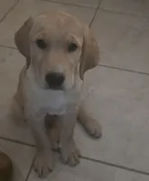 Carmel, a male Golden Retriever and Labrador Retriever for sale in Saint Augustine, FL – 1 of 10