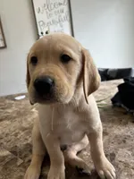 Snowball, a male Golden Retriever and Labrador Retriever for sale in Saint Augustine, FL – 1 of 3