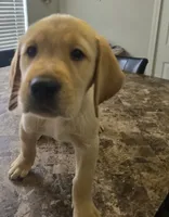 Teddy, a male Golden Retriever and Labrador Retriever for sale in Saint Augustine, FL – 2 of 2