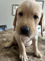 Snowball, a male Golden Retriever and Labrador Retriever for sale in Saint Augustine, FL – 2 of 3