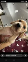 Pickles, a male Golden Retriever for sale in Saint Augustine, FL – 3 of 3