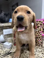 Muffin, a male Golden Retriever and Labrador Retriever for sale in Saint Augustine, FL – 2 of 3