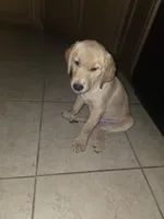 Carmel, a male Golden Retriever and Labrador Retriever for sale in Saint Augustine, FL – 4 of 10