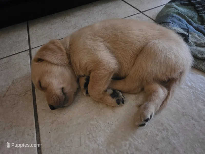 Biscuit – Golden Retriever, Labrador Retriever puppy for sale in Saint Augustine, FL