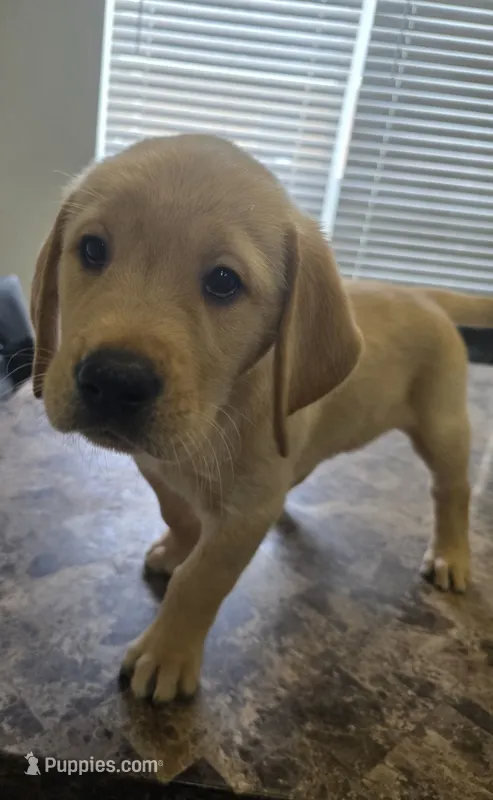 Teddy – Golden Retriever, Labrador Retriever puppy for sale in Saint Augustine, FL