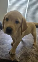 Teddy, a male Golden Retriever and Labrador Retriever for sale in Saint Augustine, FL – 1 of 2