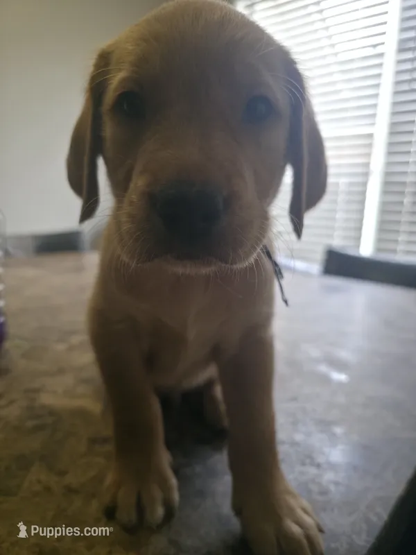 Waffles – Golden Retriever, Labrador Retriever puppy for sale in Saint Augustine, FL