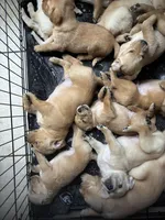 Biscuit, a male Golden Retriever and Labrador Retriever for sale in Saint Augustine, FL – 6 of 10