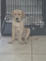 Carmel, a male Golden Retriever and Labrador Retriever for sale in Saint Augustine, FL – 9 of 10