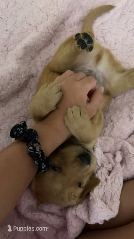 Biscuit – Golden Retriever, Labrador Retriever puppy for sale in Saint Augustine, FL