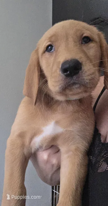 Tater tot – Golden Retriever, Labrador Retriever puppy for sale in Saint Augustine, FL
