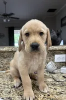 Snowball, a male Golden Retriever and Labrador Retriever for sale in Saint Augustine, FL – 2 of 2