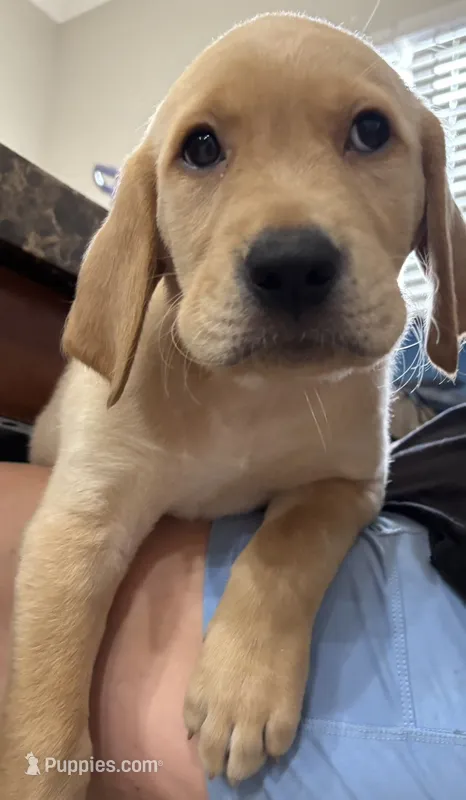 Carmel – Golden Retriever puppy for sale in Saint Augustine, FL
