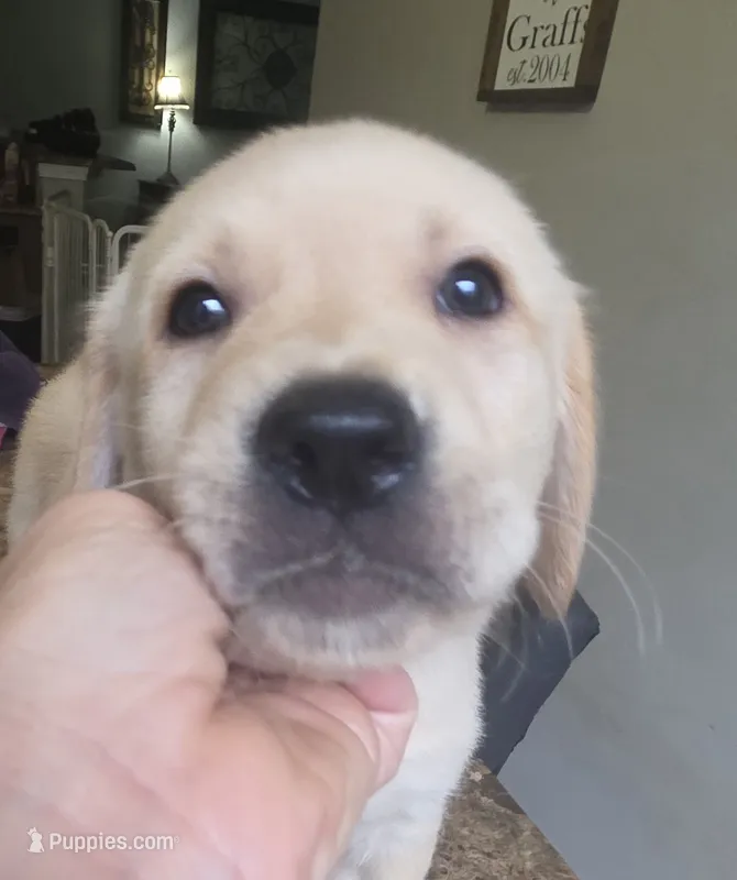 Marshmallow – Golden Retriever, Labrador Retriever puppy for sale in Saint Augustine, FL