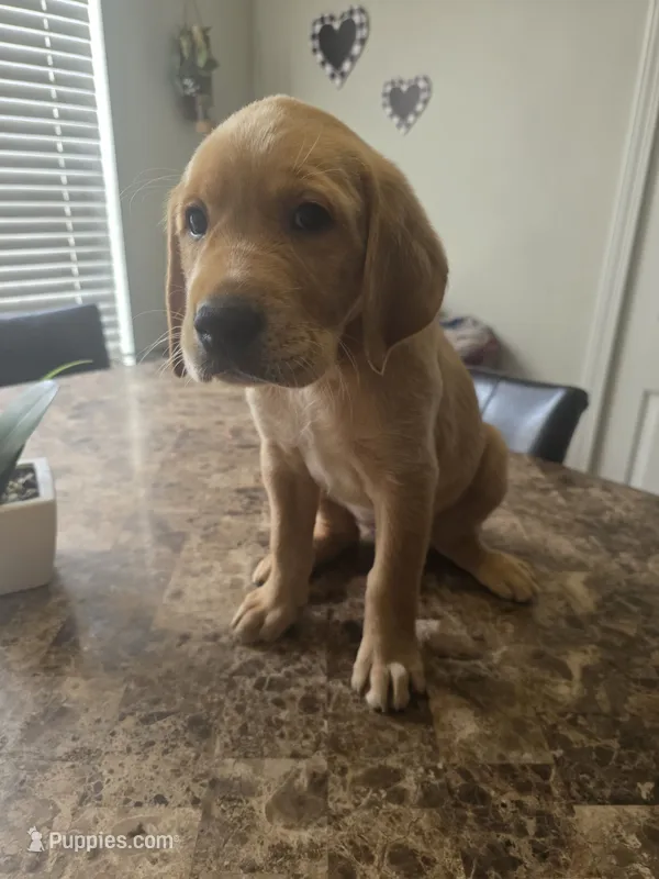 Carmel – Golden Retriever puppy for sale in Saint Augustine, FL