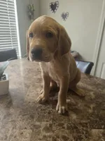 Carmel, a male Golden Retriever for sale in Saint Augustine, FL – 1 of 2