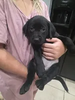 Biscuit, a male Golden Retriever and Labrador Retriever for sale in Saint Augustine, FL – 10 of 10