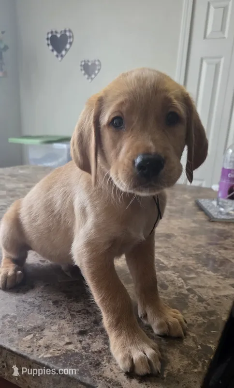 Waffles – Golden Retriever, Labrador Retriever puppy for sale in Saint Augustine, FL