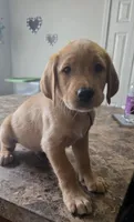 Waffles, a male Golden Retriever and Labrador Retriever for sale in Saint Augustine, FL – 1 of 1