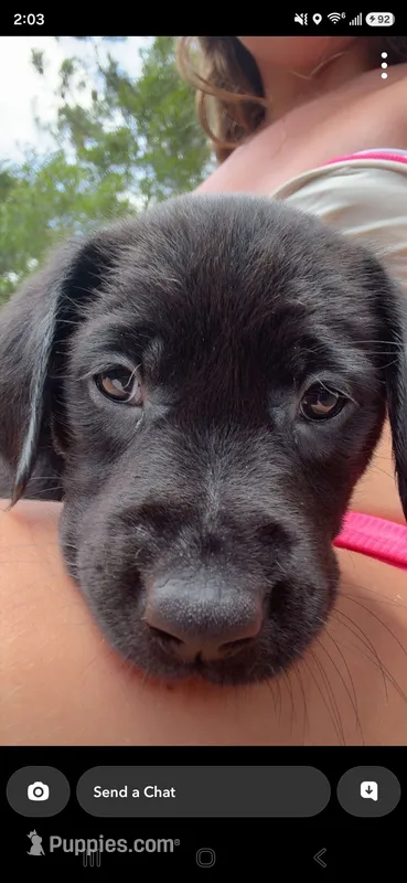Oreo – Golden Retriever, Labrador Retriever puppy for sale in Saint Augustine, FL