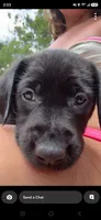 Oreo, a female Golden Retriever and Labrador Retriever for sale in Saint Augustine, FL – 1 of 2