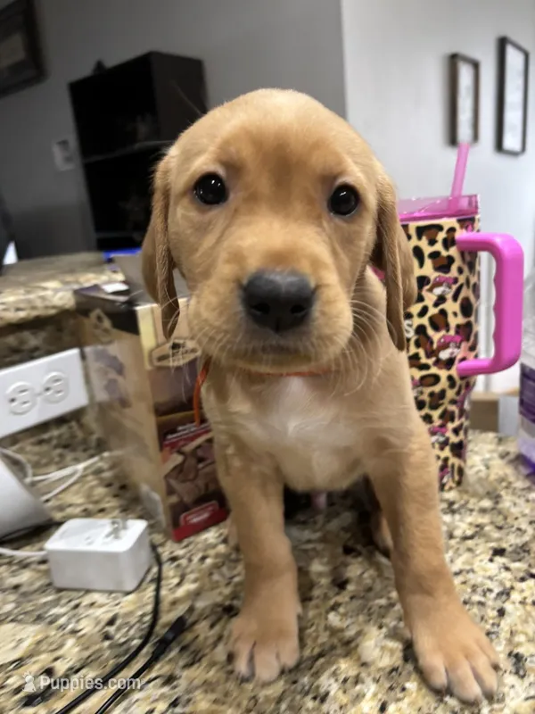 Muffin – Golden Retriever, Labrador Retriever puppy for sale in Saint Augustine, FL